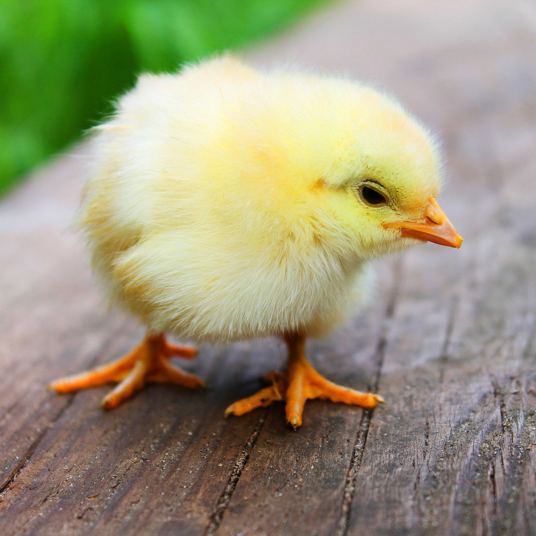 Happy Easter from the MD Print Shop team!