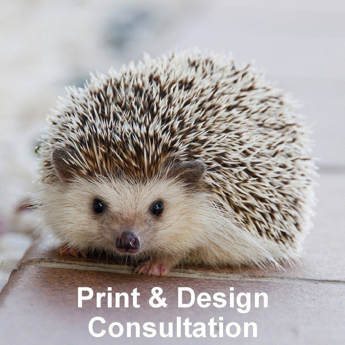 Print & Design Consultation